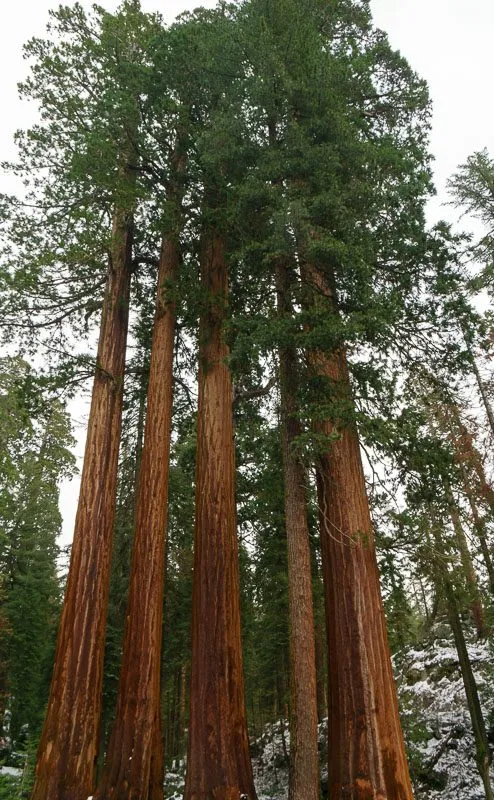 Kings Canyon National Park California