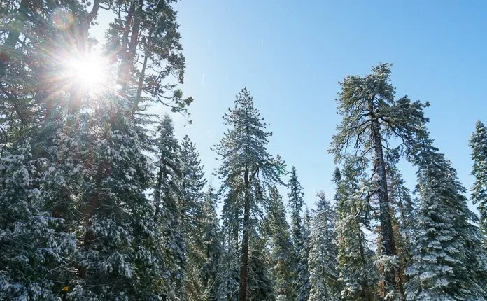 Campervanning California's National Parks - Outsidevibes Kings Canyon National Park California