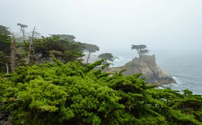 My First Time Visiting California - Outsidevibes 17 mile drive Monterey California