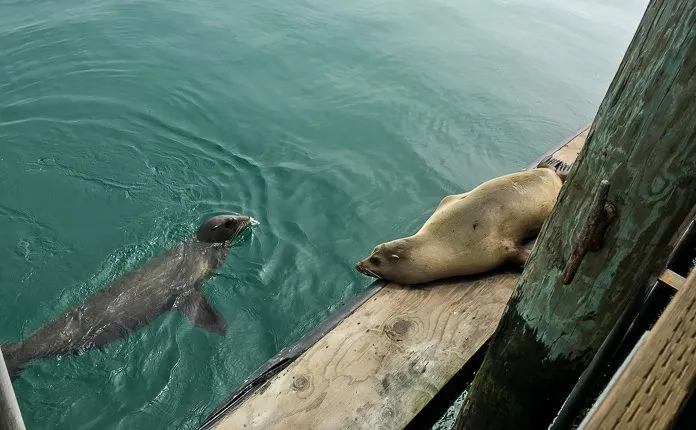 My First Time Visiting California - Outsidevibes Sea Lion Pismo Beach California