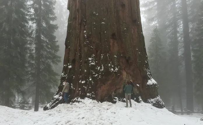 Campervanning California's National Parks - Outsidevibes Sequoia National Park California