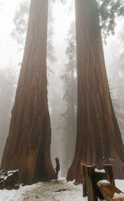 Campervanning California's National Parks - Outsidevibes Sequoia National Park California