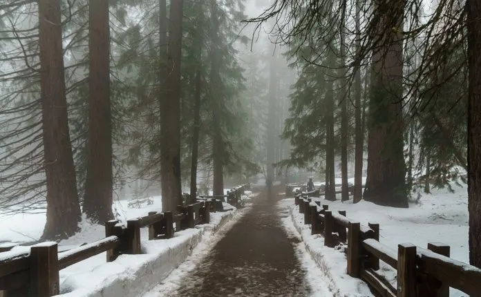 Campervanning California's National Parks - Outsidevibes Sequoia National Park California