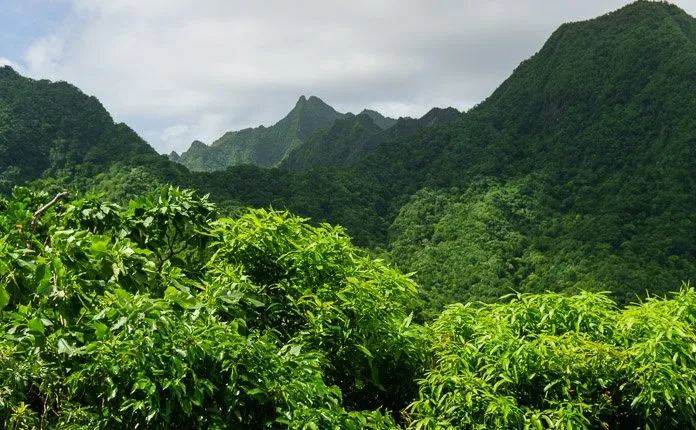 Hiking Rarotonga Jungle