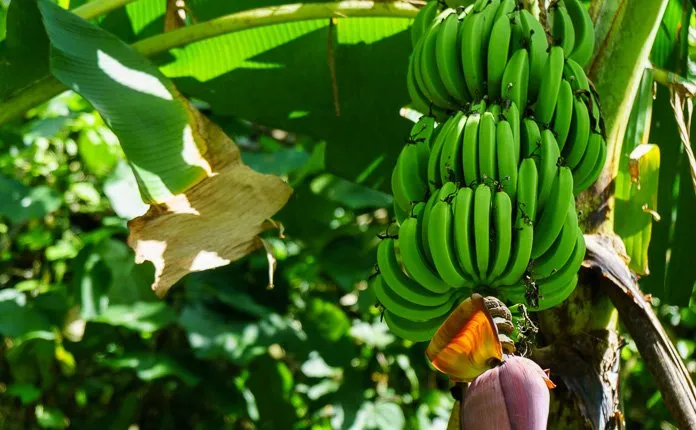 Hiking Rarotonga Jungle