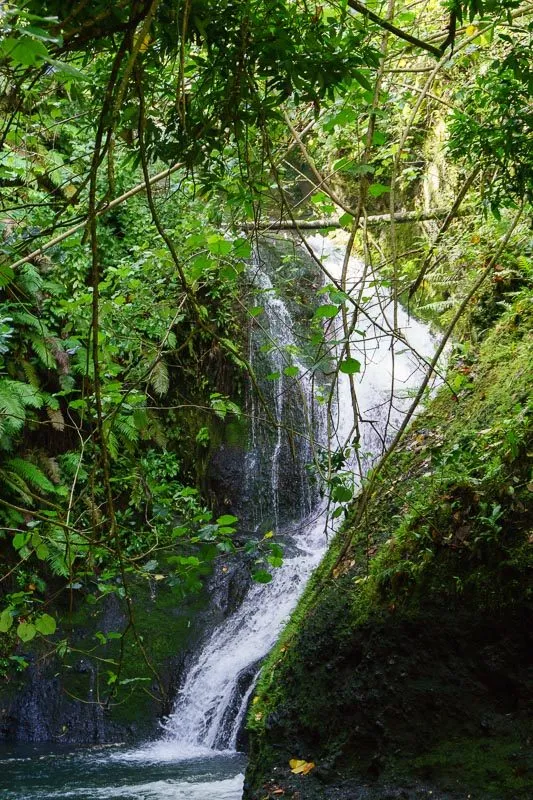 Rarotonga Waterfall