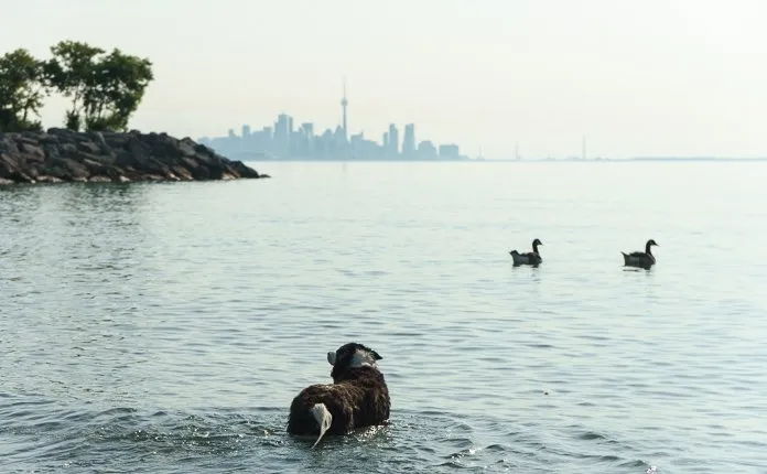 Colonel Samuel Smith Park Toronto