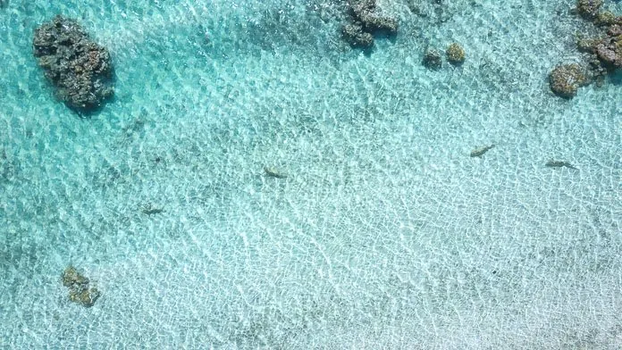 Snorkeling Tikehau