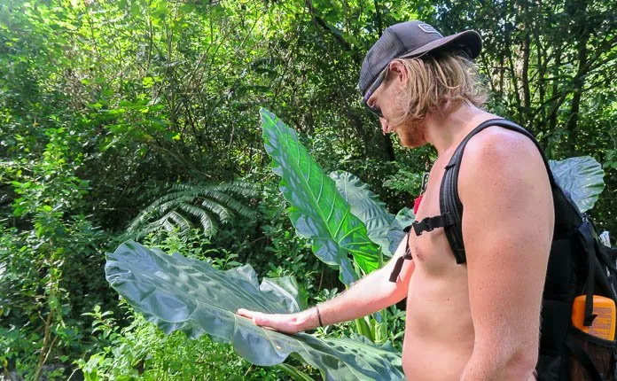 Rarotonga Cross Island Hike - Outsidevibes Rarotonga Cross Island Hike