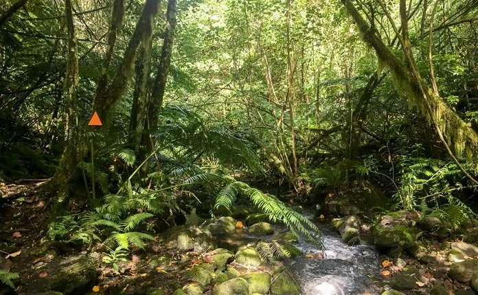 Rarotonga Cross Island Hike - Outsidevibes Rarotonga Cross Island Hike