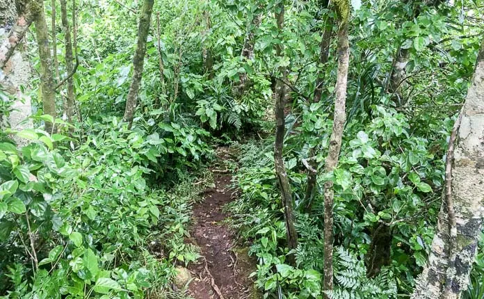 Rarotonga Cross Island Hike - Outsidevibes Rarotonga Cross Island Hike