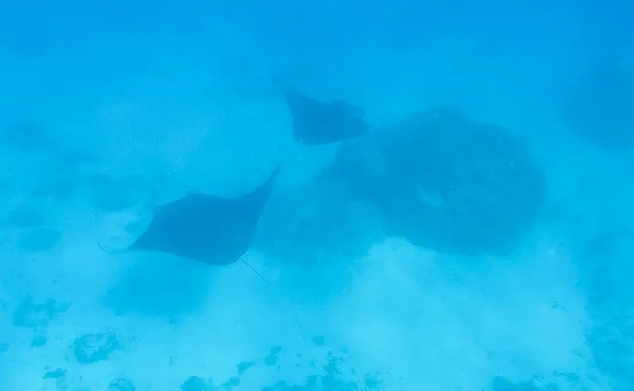 Backpacking the Society Islands on a Budget - Outsidevibes Manta rays Maupiti French Polynesia