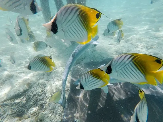 Snorkeling tour Bora Bora