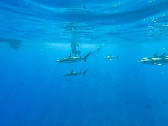 Snorkeling Bora Bora