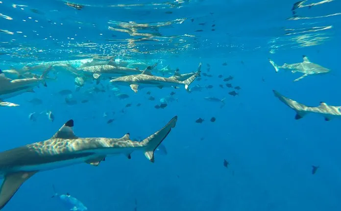 Snorkeling tour Bora Bora